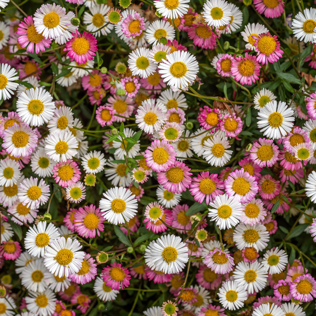 Erigeron karvinskianus, plant in pot