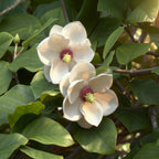 Magnolia sieboldii, plant in pot