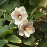 Magnolia sieboldii