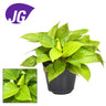 Homalomena Lemon Lime