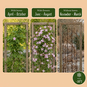 Jasminum x stephanense - roze jasmijn - set van 4