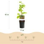 Frambozenplant Malling Promise, fruitgewas voor de tuin, groene bladeren