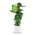 Monstera Deliciosa mosstok met witte pot, plant in pot