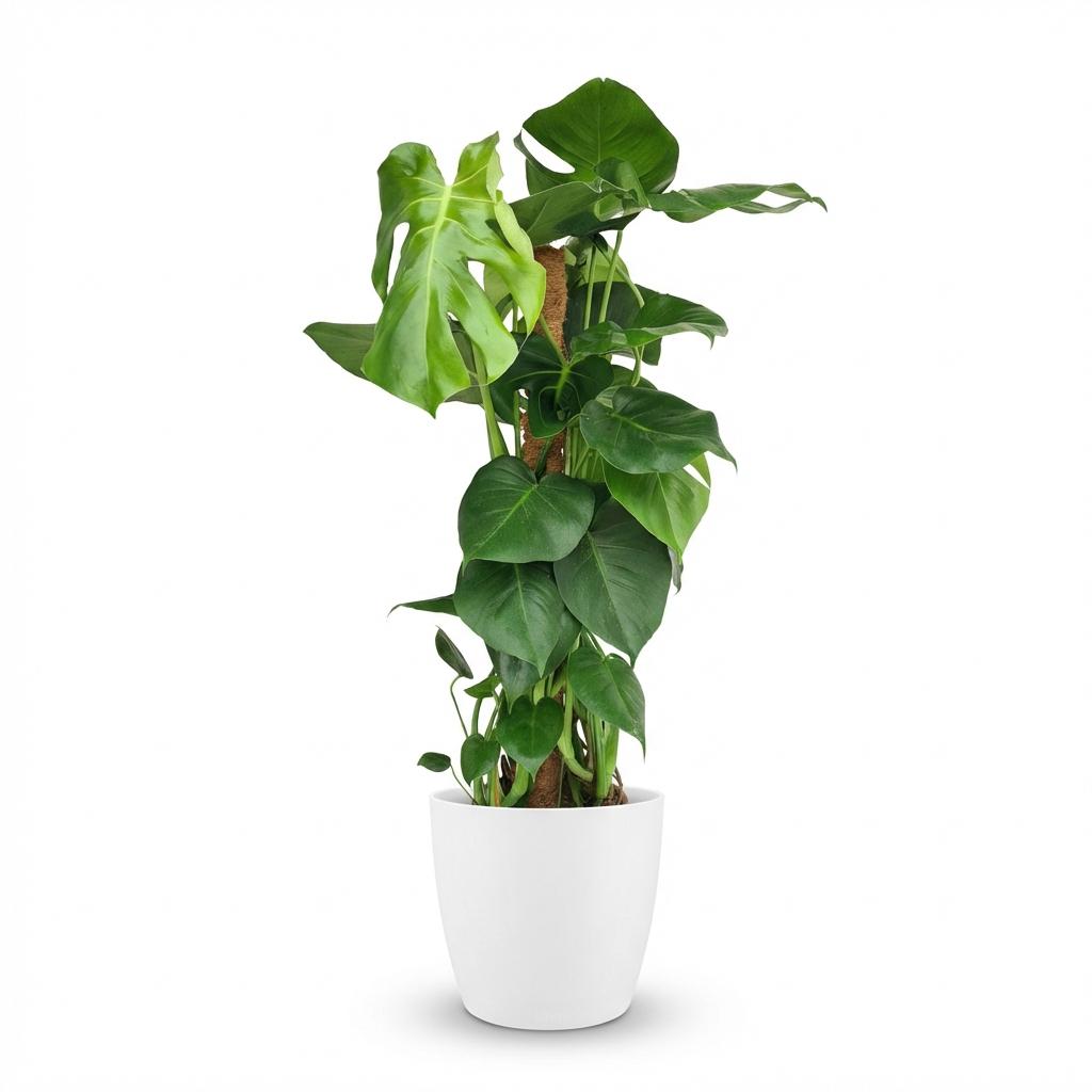 Monstera Deliciosa mosstok met witte pot, plant in pot