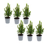 6x Mini-kerstboom