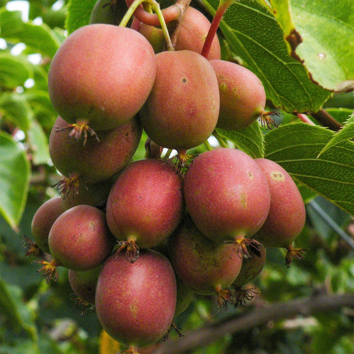 Kiwiplant Ken's Red, fruitgewas voor de tuin, plant in pot