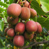 Kiwiplant Ken's Red, fruitgewas voor de tuin