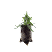 Lavendel Lavandula &