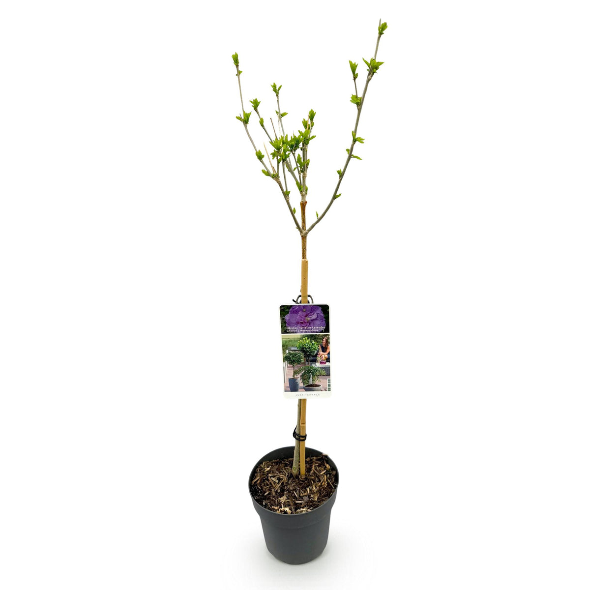 Hibiscus syriacus Lavendor Chiffon®, kenmerkend blad