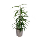 Ficus Binnendijkii Alii, plant in pot