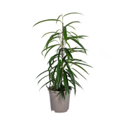 Ficus Binnendijkii Alii
