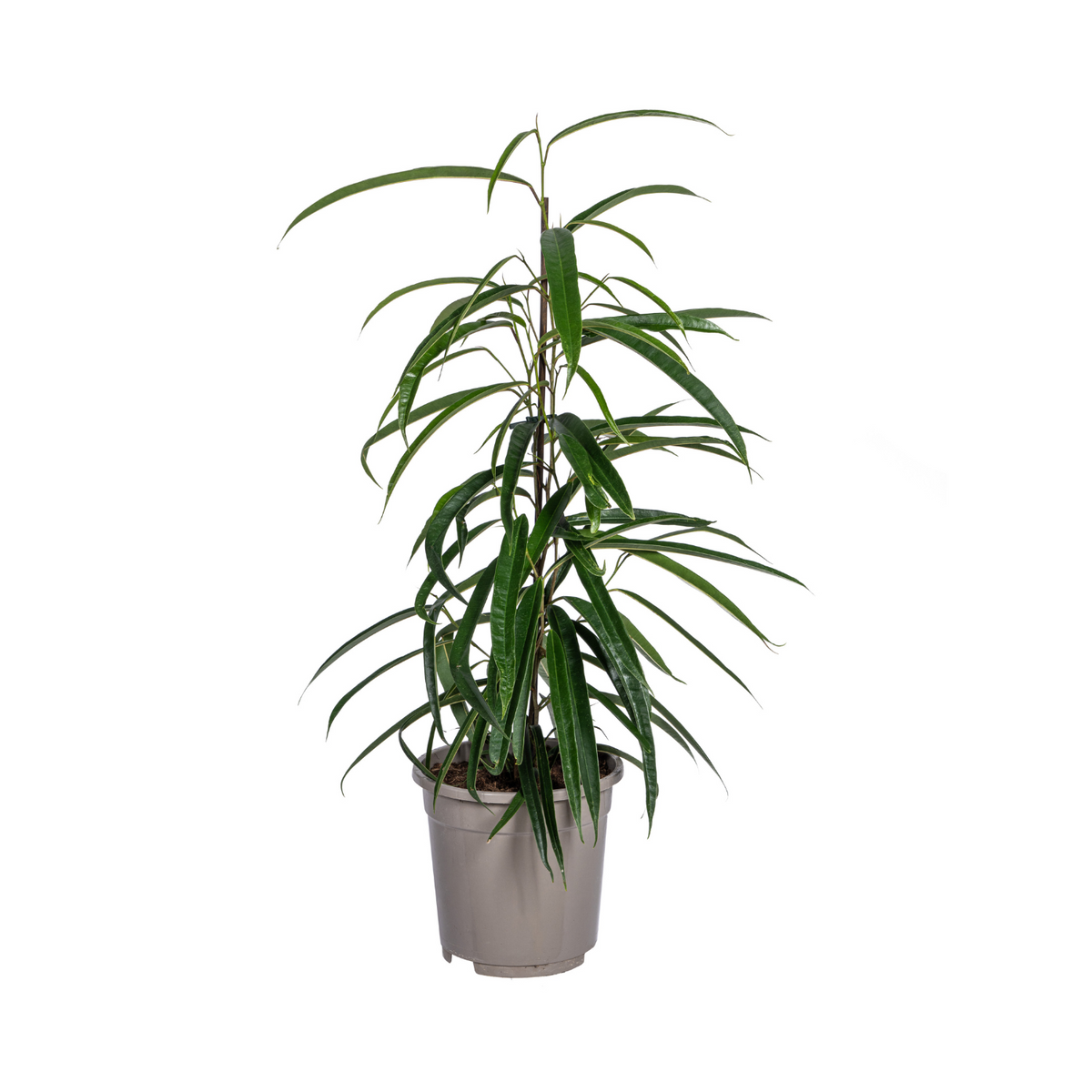 Ficus Binnendijkii Alii, plant in pot