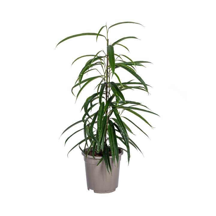Ficus Binnendijkii Alii