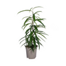 Ficus Binnendijkii Alii