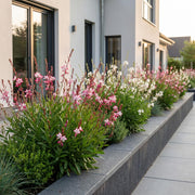 Gaura lindheimeri duo - prachtkaars roze en wit - 12 planten
