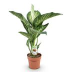Diefenbachia Tropic Snow, kenmerkend blad