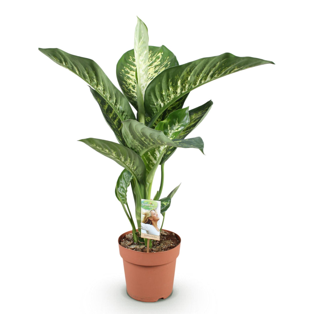 Diefenbachia Tropic Snow, kenmerkend blad