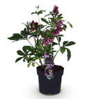 Lenten rose Helleborus orientalis Double Ellen Red, kenmerkend blad