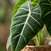 Olifantsoor (Alocasia Frydek) met Mand