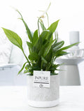 Spathiphyllum In P&PURE Jade Ceramics, plant in pot
