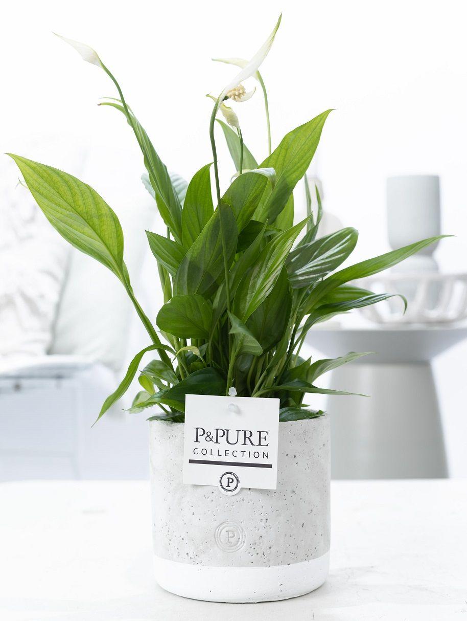Spathiphyllum In P&PURE Jade Ceramics, plant in pot
