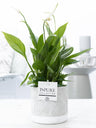 Spathiphyllum In P&PURE Jade Ceramics