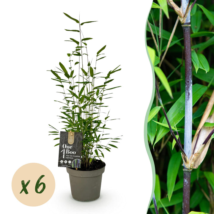 Fargesia nitida Black Dragon, 35 cm hoog