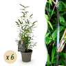 Fargesia nitida Black Dragon, 35 cm hoog