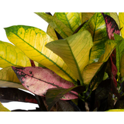 Codiaeum &