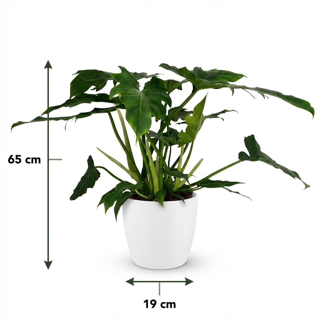 Philodendron Lacerum met witte pot, groeiwijze van de plant
