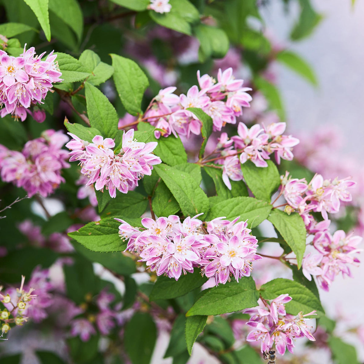 Deutzia hybrida Strawbery Fields, groeiwijze van de plant