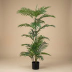 Palm Phoenix, detail van het blad