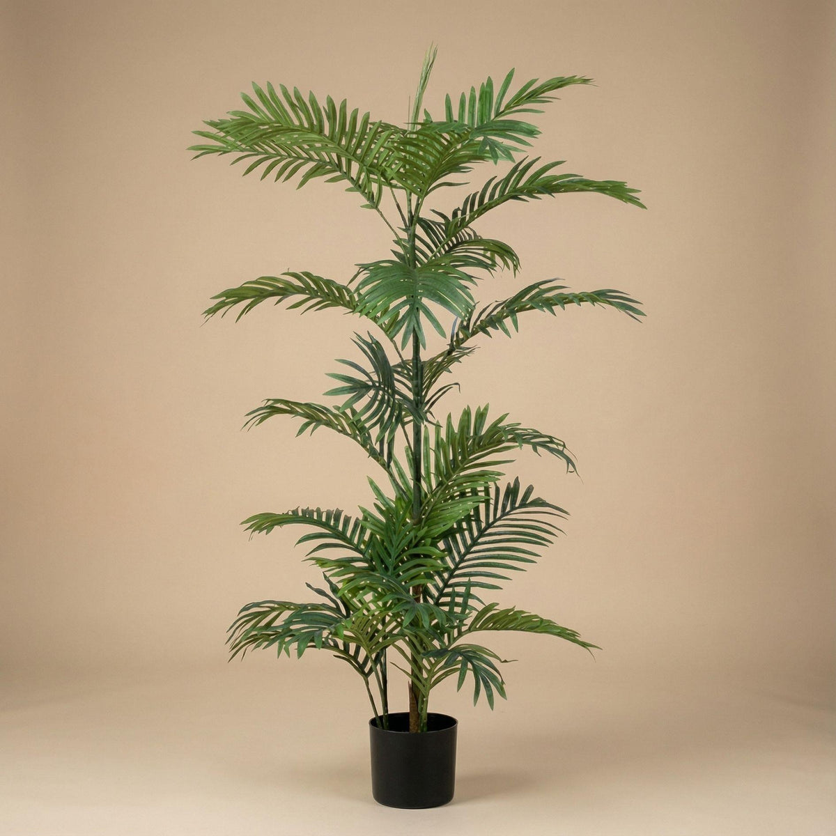 Palm Phoenix, detail van het blad