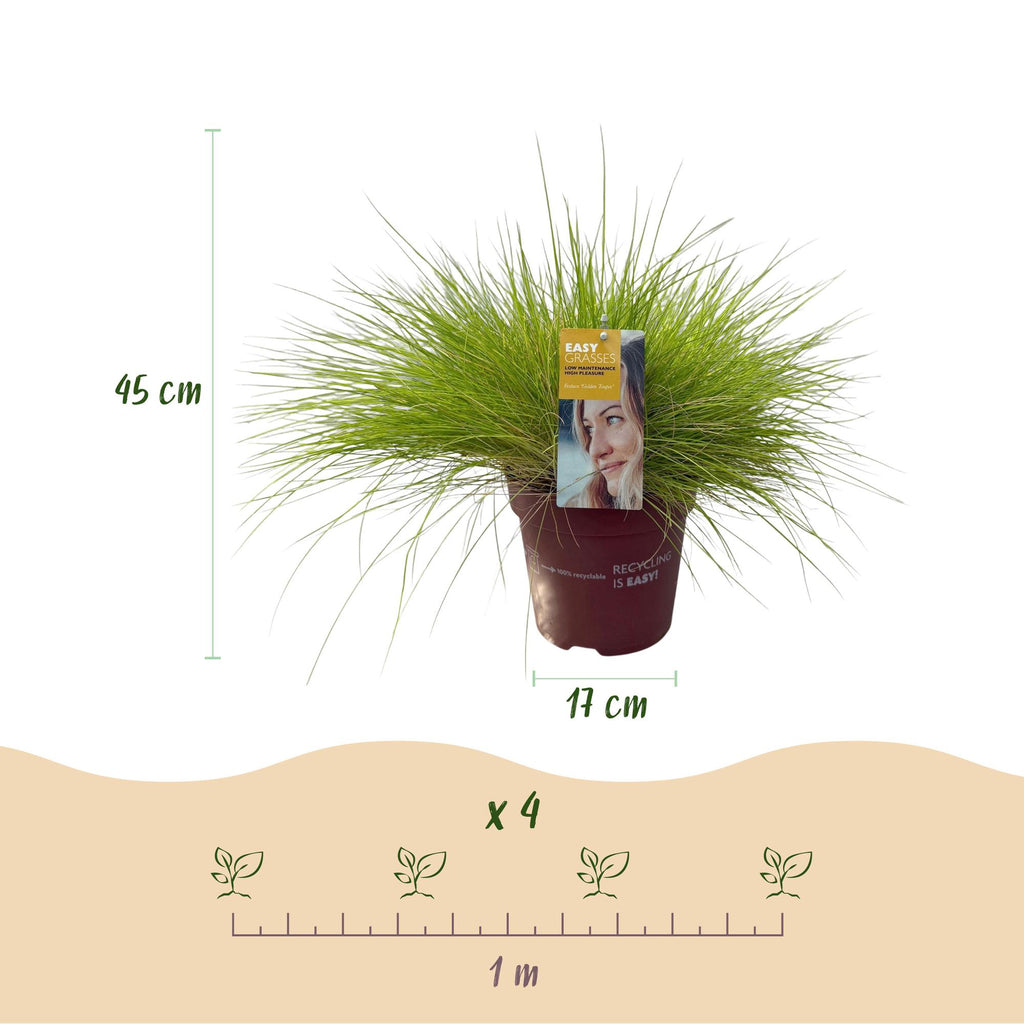 Festuca glauca Golden Toupee, kenmerkend blad