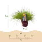 Festuca glauca Golden Toupee, kenmerkend blad