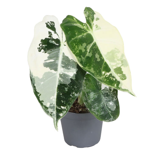 Alocasia 'Frydek Variegata', bont groen fluweel, babyplant, plant in pot
