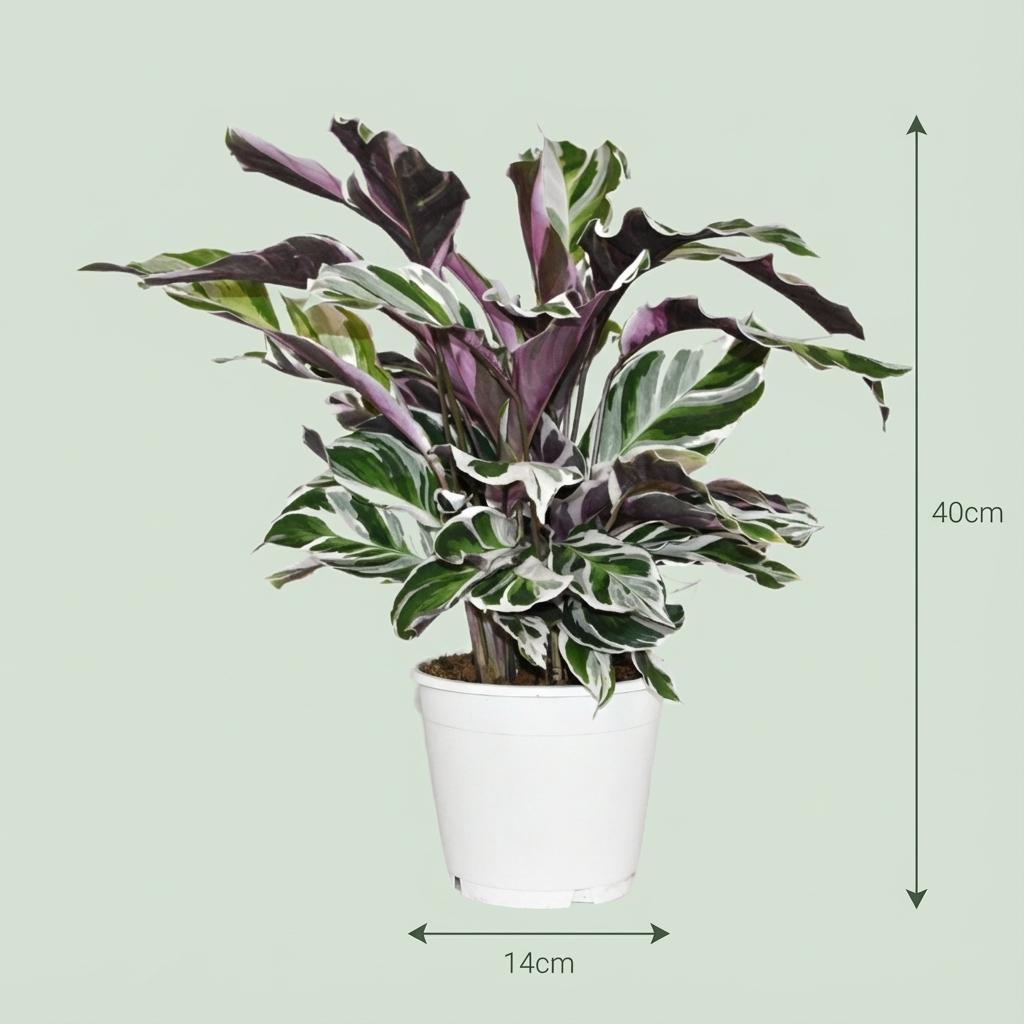 Calathea Fushion White, kenmerkend blad