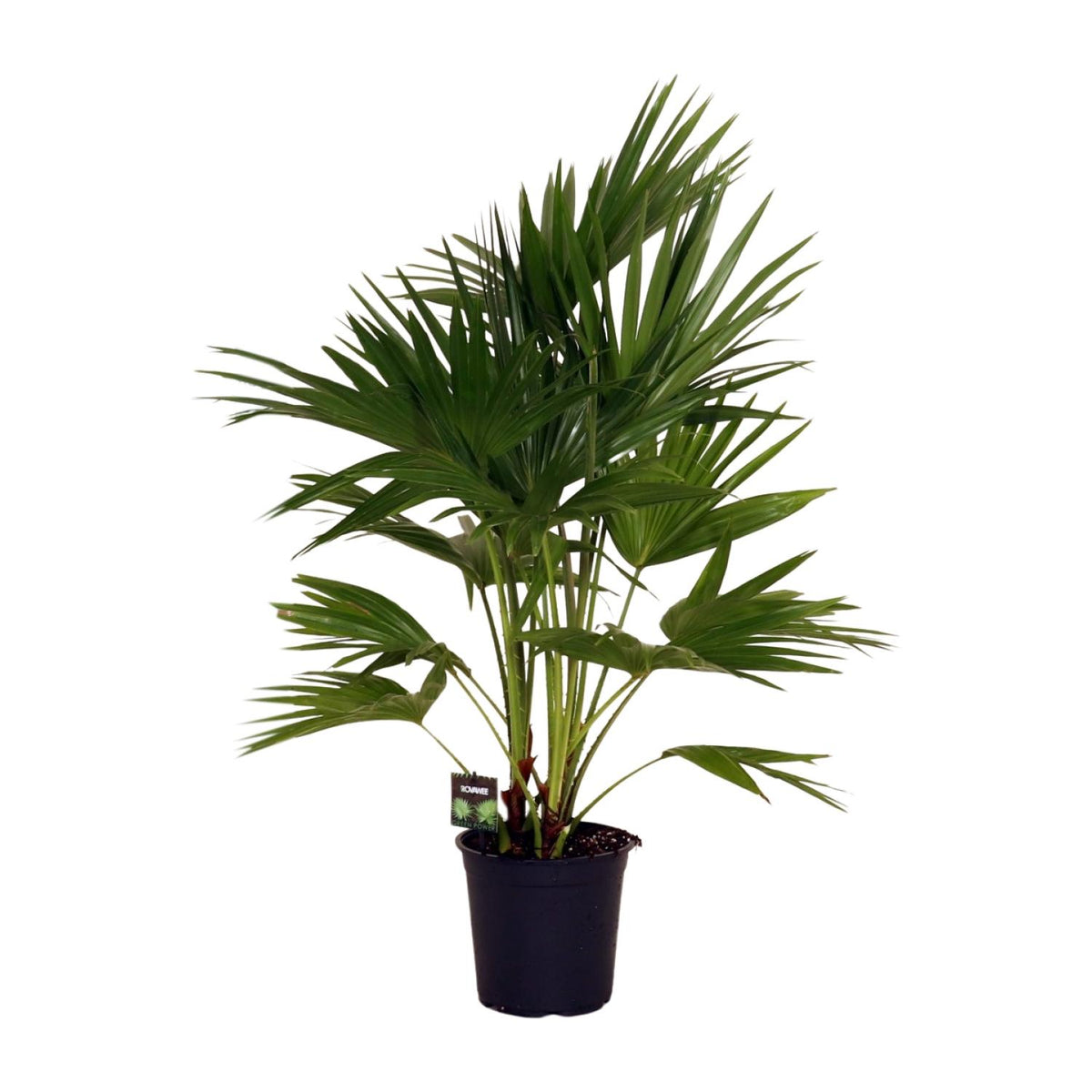 Productfoto van Livistona Chinensis