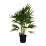 Livistona Chinensis