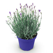 Lavandula angustifolia Hidcote, 15-25 cm hoog
