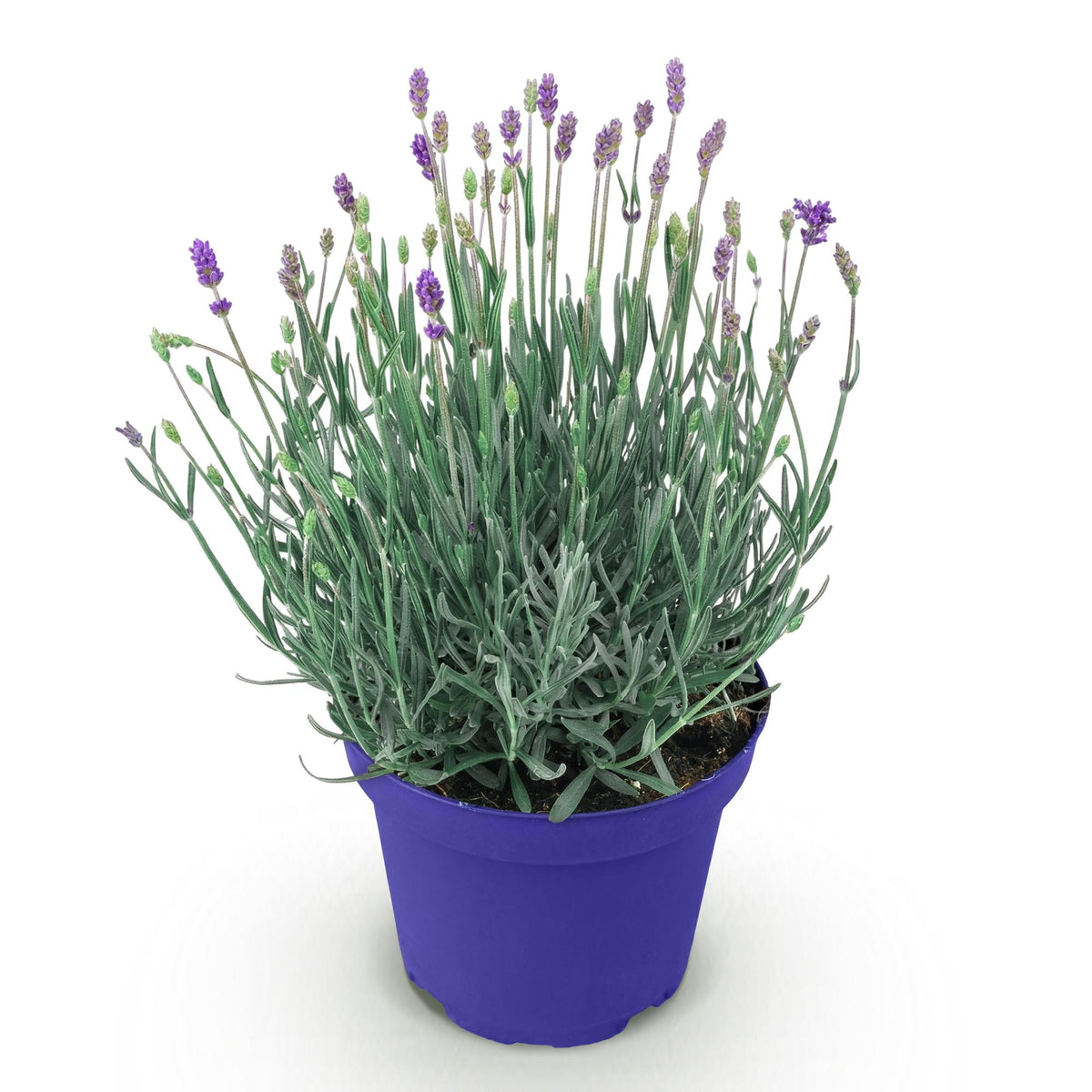 Lavandula angustifolia Hidcote, 15-25 cm hoog, detail van het blad