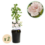 2x Rosa New Dawn - Bloem Licht roze, kenmerkend blad