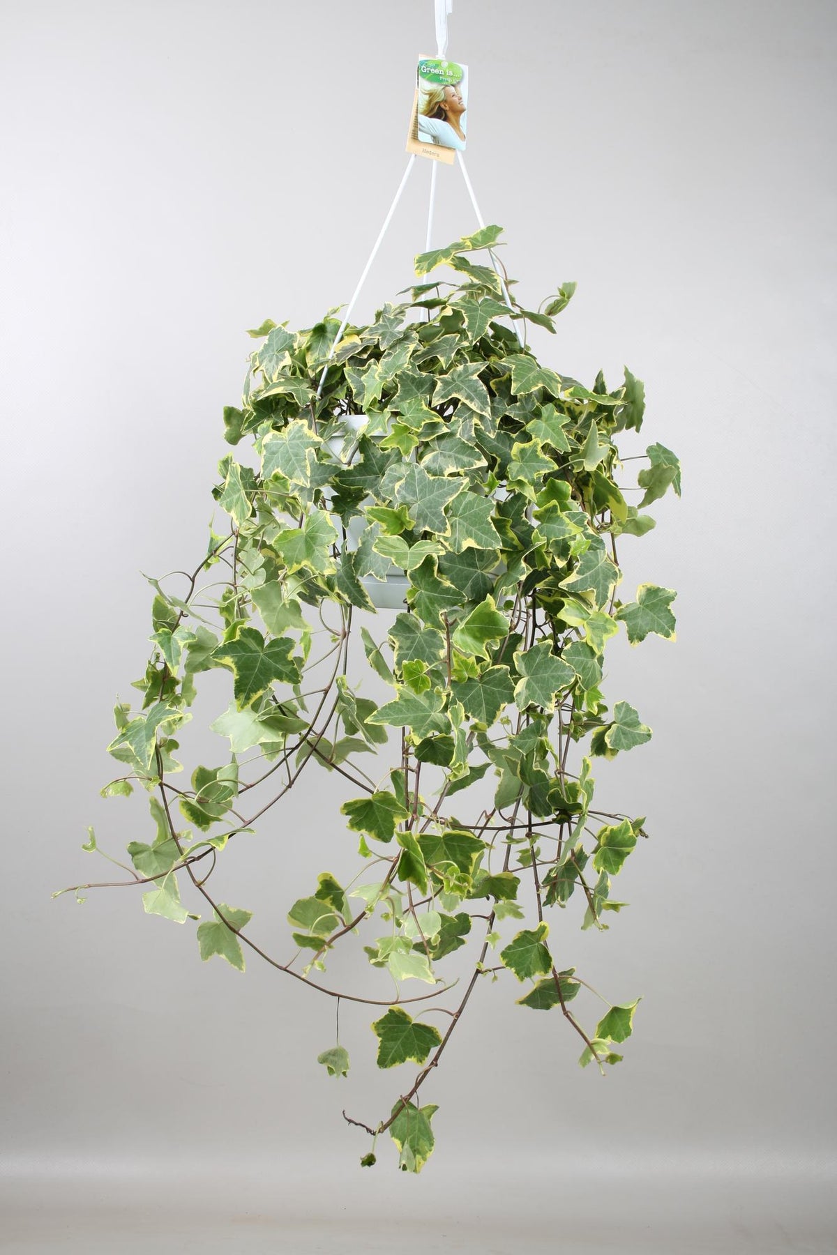 Hedera Helix Gold Child - Hang/XXL, plant in pot