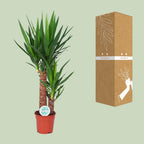Yucca, groene bladeren