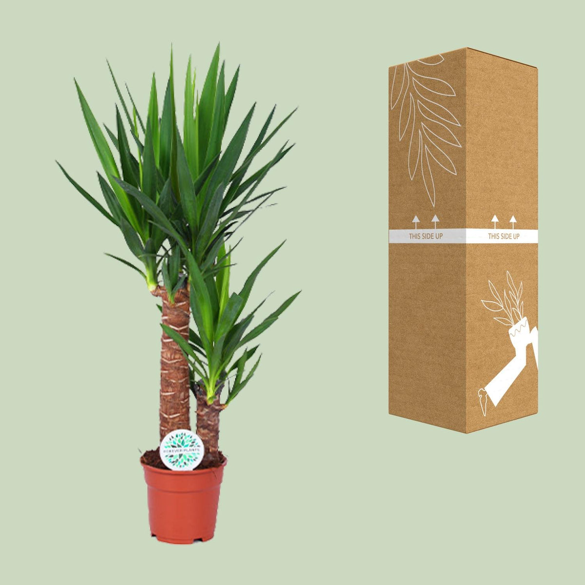 Yucca, groene bladeren