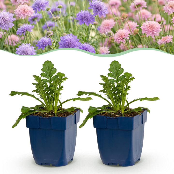 Duifkruid Duo kopen, met paarse en roze bloemen
