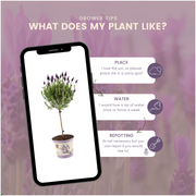 Lavandula stoechas Anouk® op stam in Lavendelprint sierpot