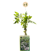 Jasminum x stephanense - roze jasmijn - set van 4