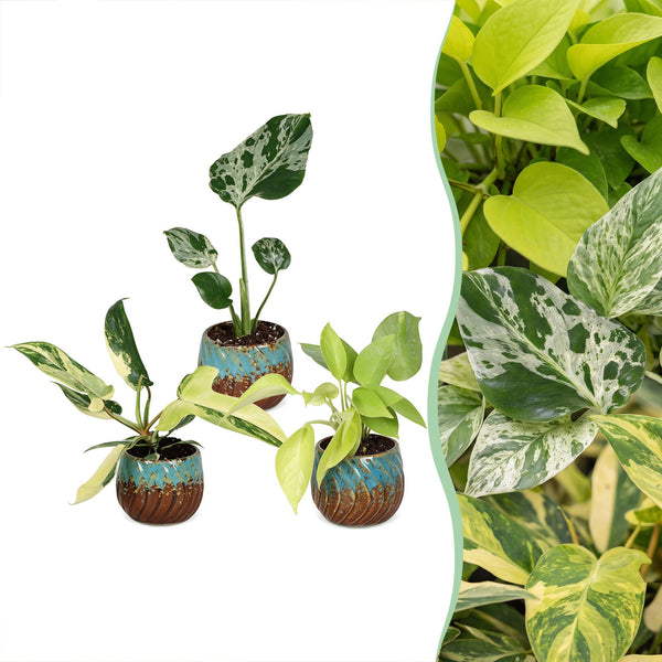 Baby tropical mix met Copper Reef pot
