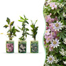 Klimplanten tricolor mix, bergclematis, passiebloem en sterjasmijn